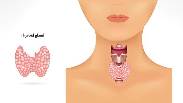 Thyroid gland
